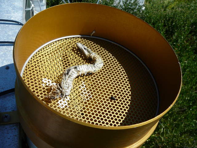  Rain Bucket Snake