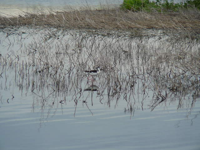 Black-necked Stilt