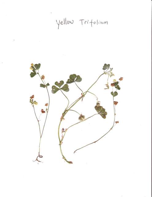 Yellow_Trifolium
