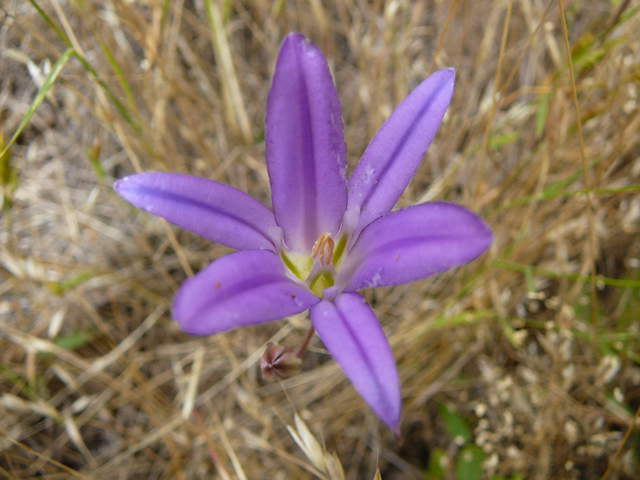  Purple Flower 1a