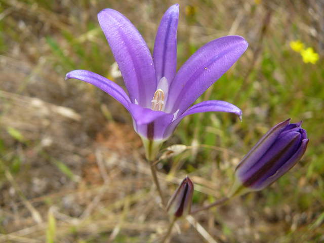  Purple Flower 1b