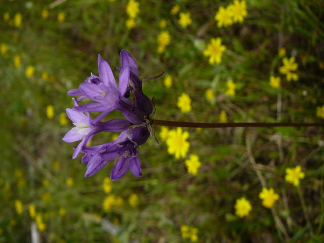  Purple Flower 2a