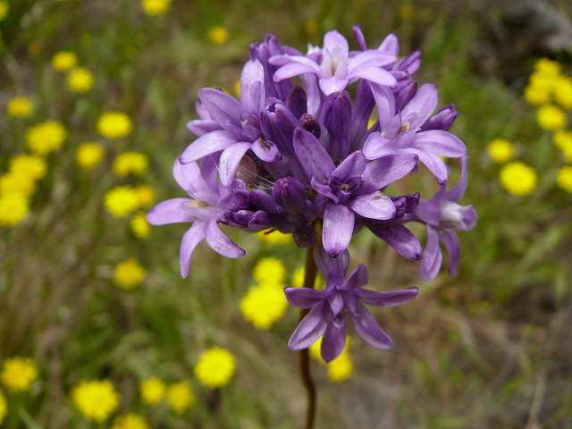  Purple Flower 2b