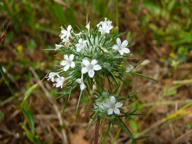  White Flower