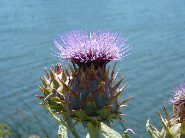 Profile view of artichoke flower