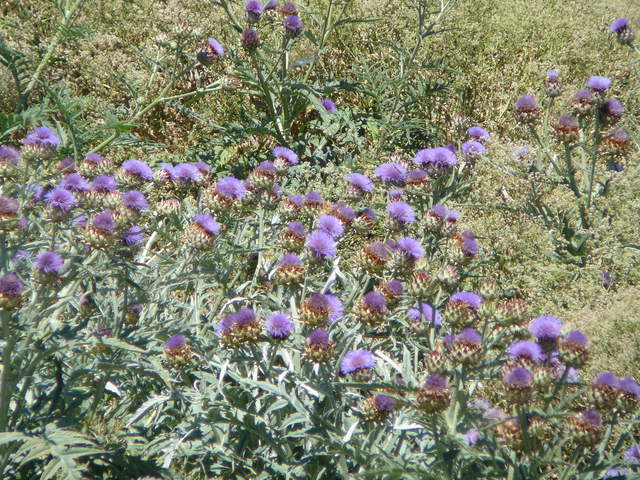  Artichoke Flowers