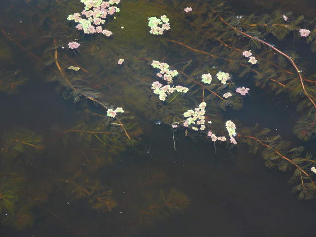 Submerged aquatic vegetation and maybe azolla at the surface