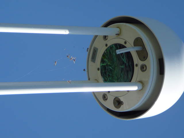 Bugs caught in a spiderweb in the 7700 path