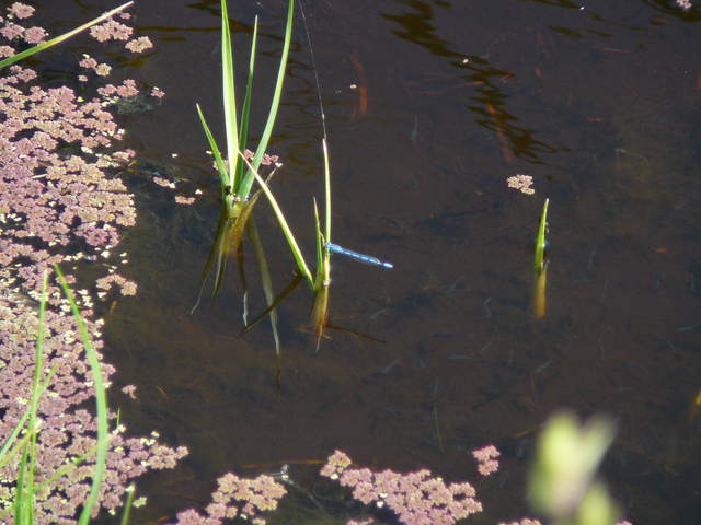 Damselfly next to emergent reeds and azolla(?)