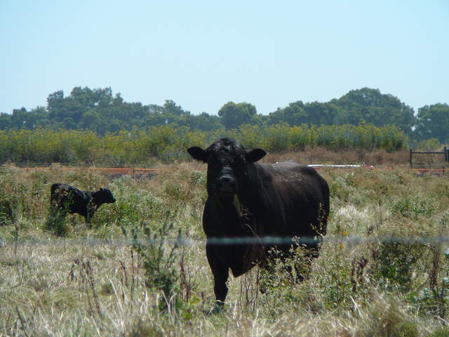  Cows To East