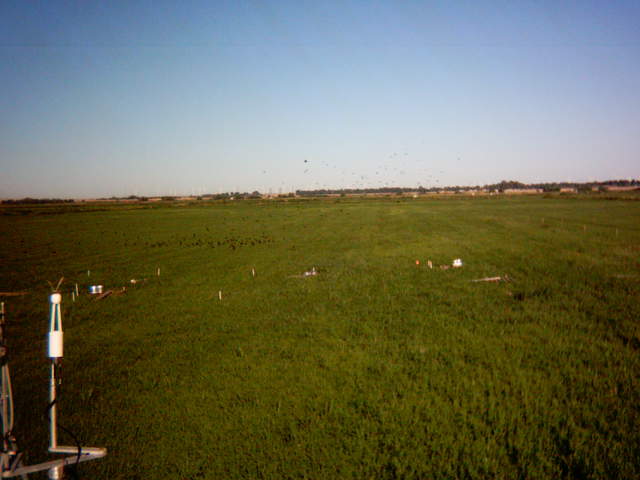 Birds in the field