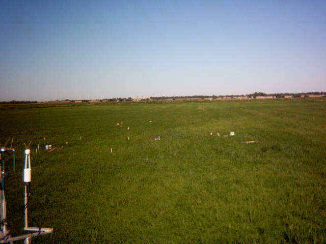 Birds (egrets?) in the field