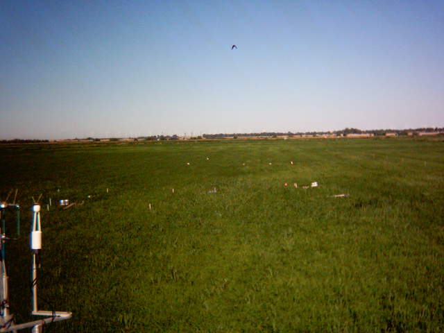 Birds (egrets?) in the field