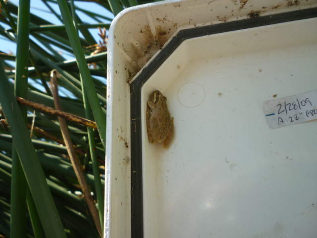 Frog in Tule data logger box