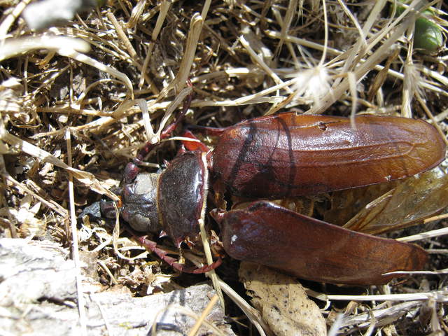  Beetle Remains