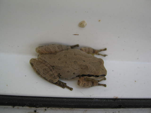 "Chorus frog (Genus Pseudacris)", says iNaturalist