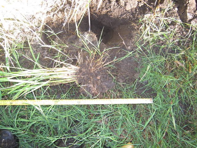 Exploring rice root samples