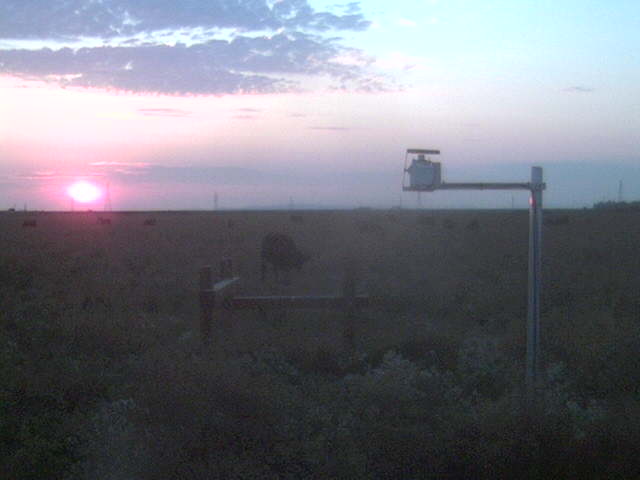 Nice sunset with cows.