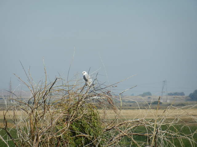  Black Shouldered Kite