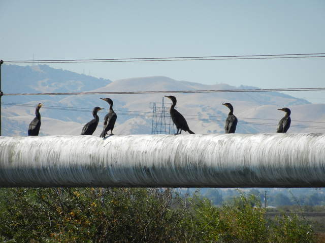 A congregation of cormorants on the gas pipeline