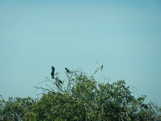 A murder of crows and a kite ignoring each other on top of a tree