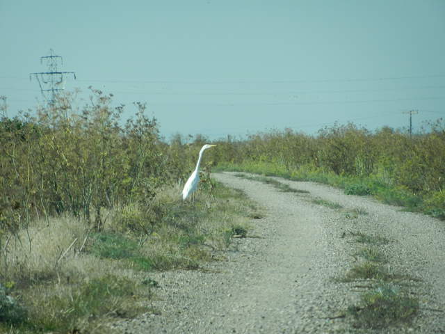 Why did the great white egret cross the road?