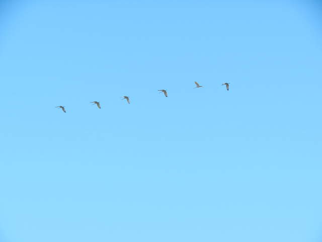  Cranes