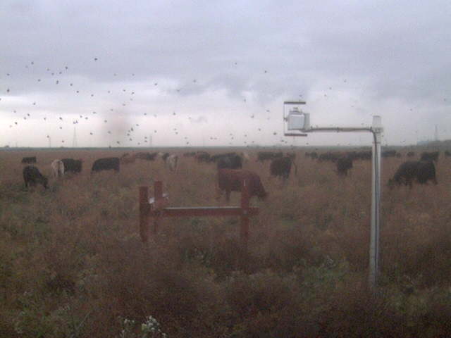Birds and cows.