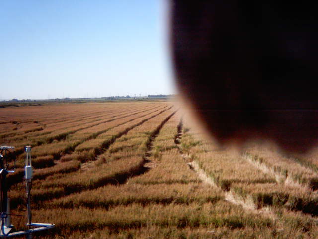 Kestrel on camera.