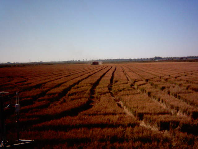 Harvest far end of field.