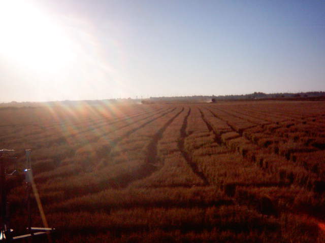 Harvesting far end of field.