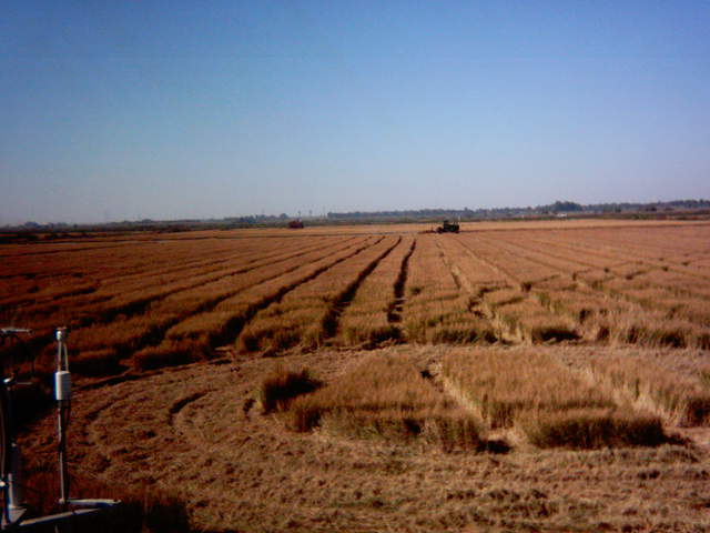 Chopping the straw.