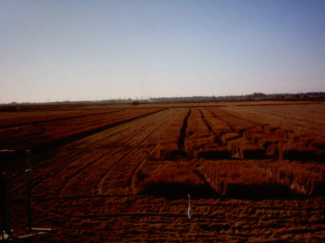 Chopping the straw and heron.