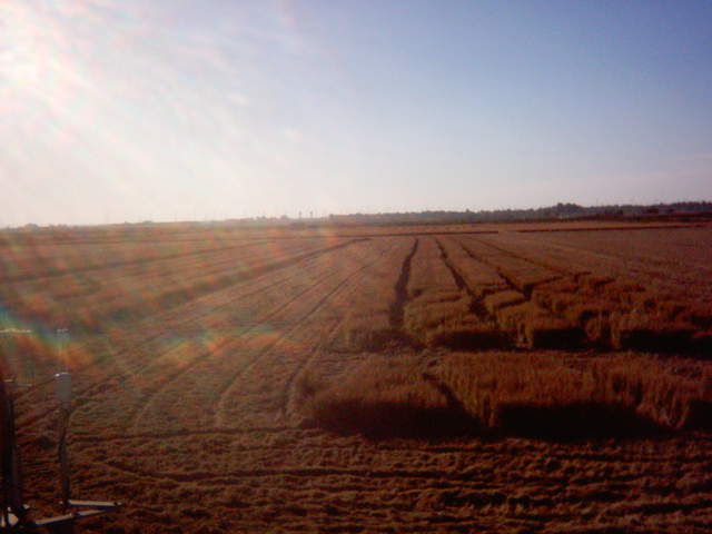 Chopping the straw.