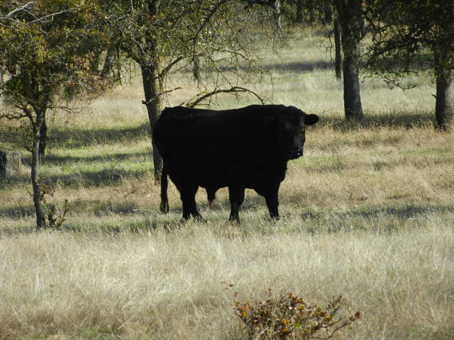 Big black cow at Tonzi