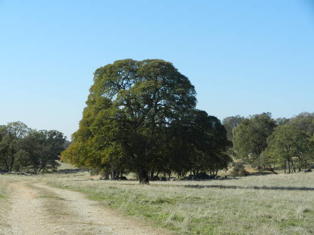  Oak Tree