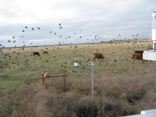 Flock of Red Wing Black birds and cows