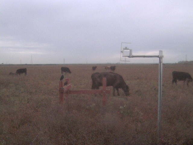 Birds and cows.