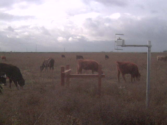 Cows and clouds.