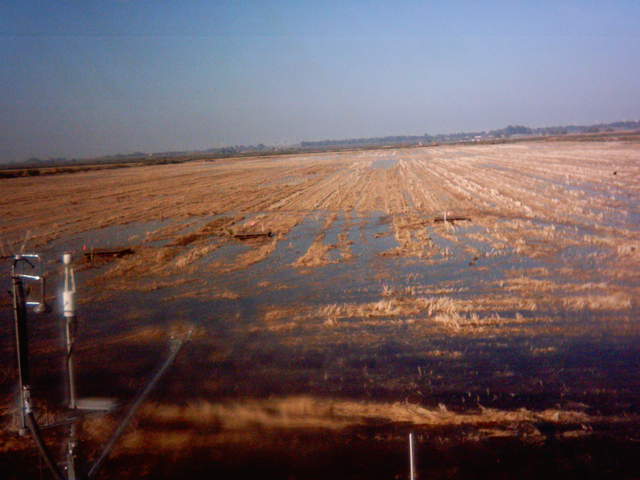 Field flooding 7