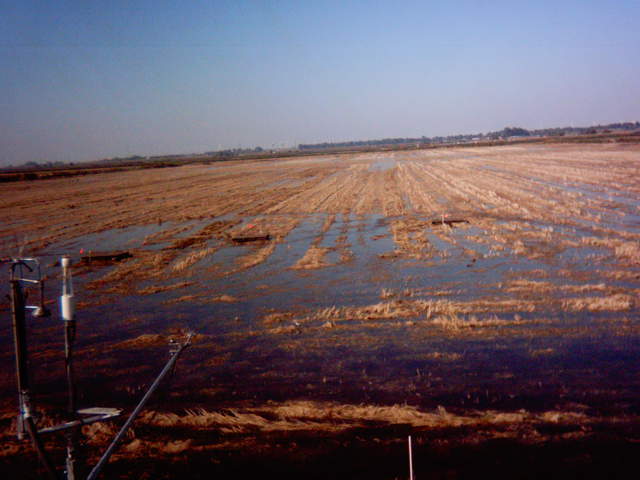 Field flooding 9