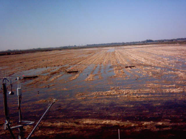 Field flooding 11