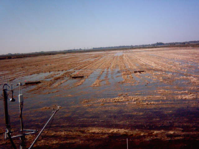 Field flooding 12