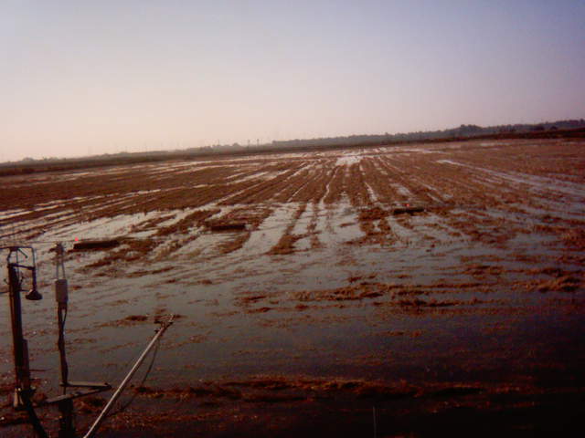 Field flooding 17