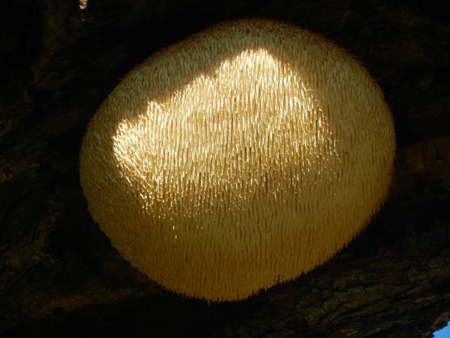  Tree Fungus 1