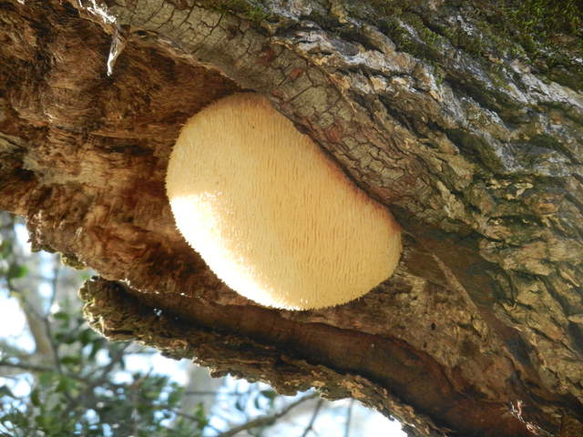  Tree Fungus 3