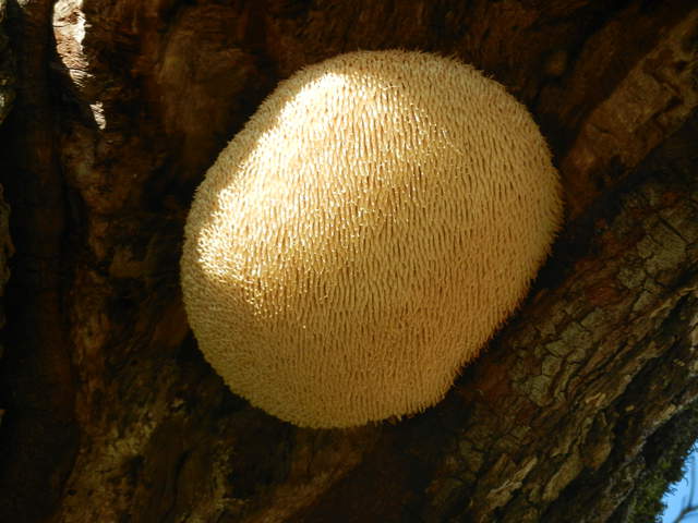  Tree Fungus 4
