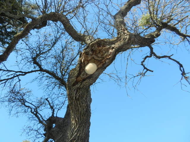  Tree Fungus 5