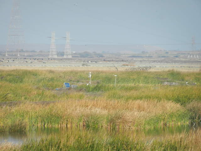 View of the main tower from the levee north of Mayberry Slough