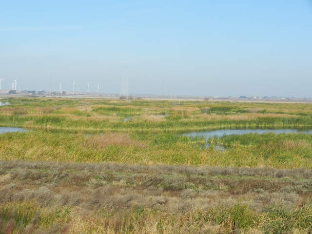 View of the wetland from the levee north of Mayberry Slough